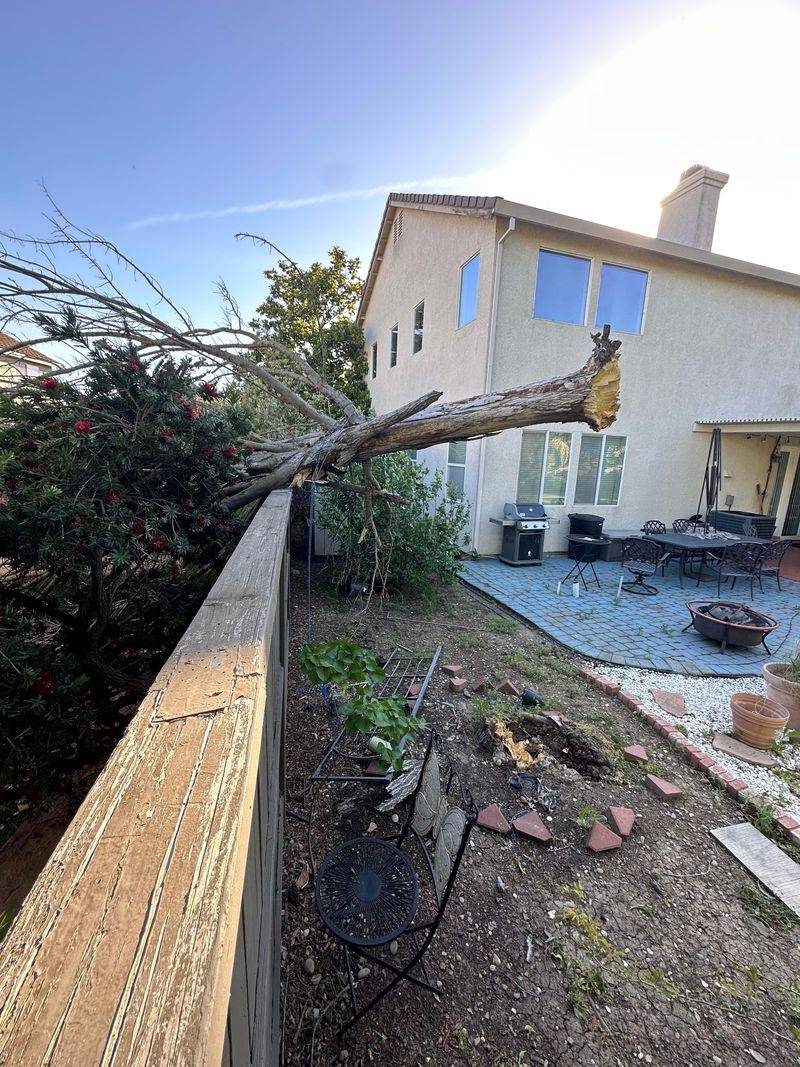 Responsibility Depends On Why The Tree Fell Responsibility Depends On Why The Tree Fell