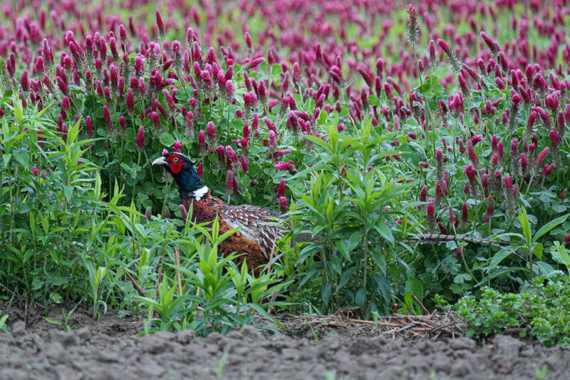 Restoring Habitats For Local Wildlife