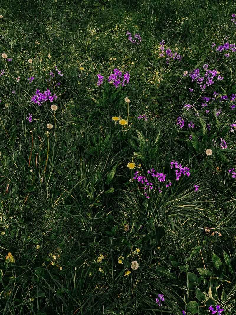 Revealing Hidden Wildflowers Revealing Hidden Wildflowers
