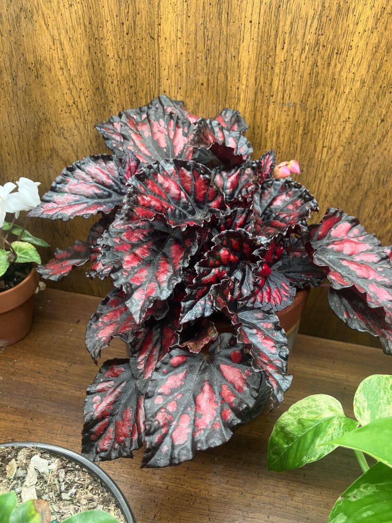 Rex Begonia Gives Foliage Color