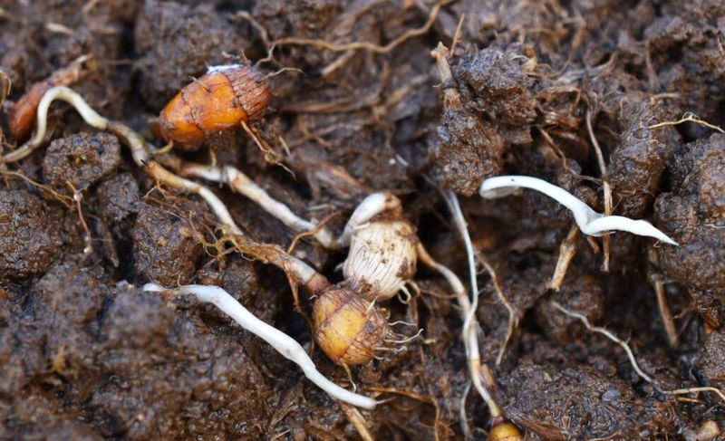 Rhizomes Spread Through The Root Zone