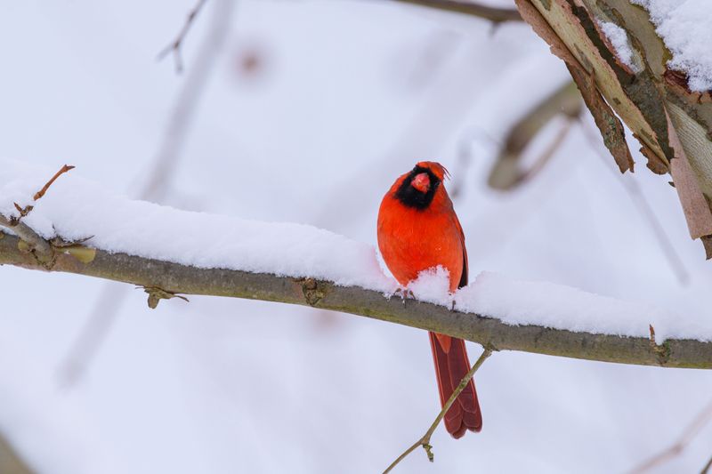 Rhode Island's Milder Winters Are Working In Their Favor Rhode Island's Milder Winters Are Working In Their Favor