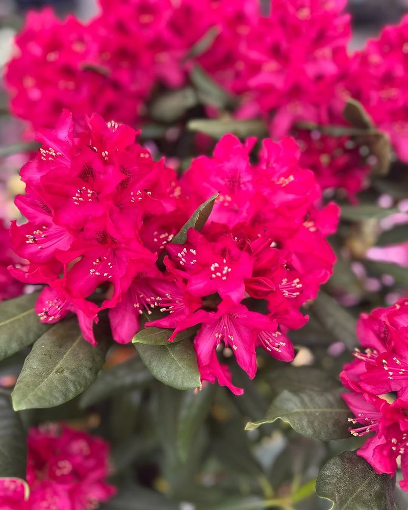 Rhododendron And Azalea Should Not Be Fed Mid-Summer