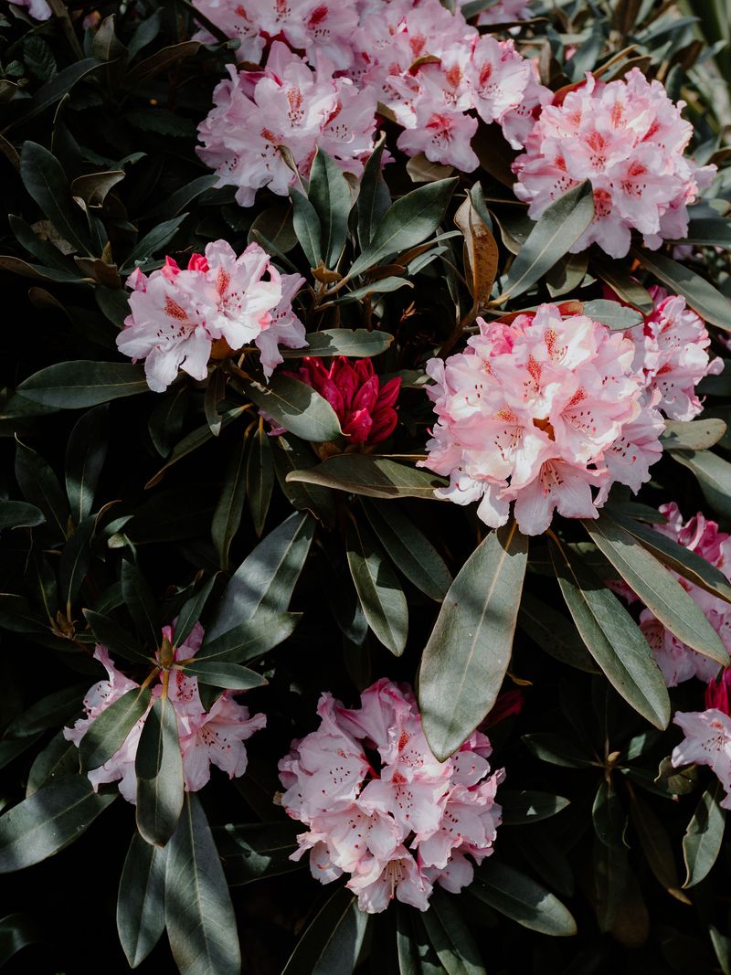 Rhododendrons Rhododendrons