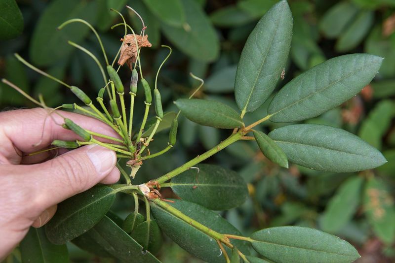 Rhododendrons And Azaleas Should Be Tidied After Flowers Fade