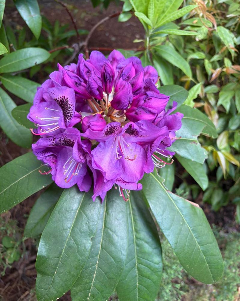 Rhododendrons Handle Oregon Shade With Big Evergreen Leaves