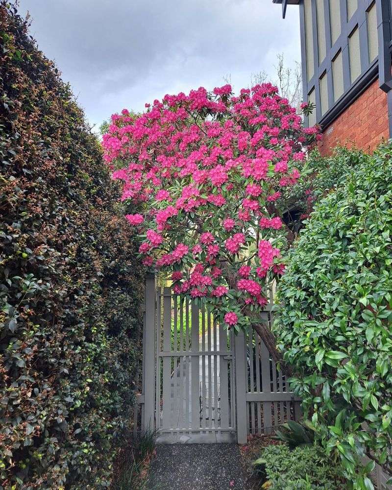 Rhododendrons Hide Shady Fence Corners