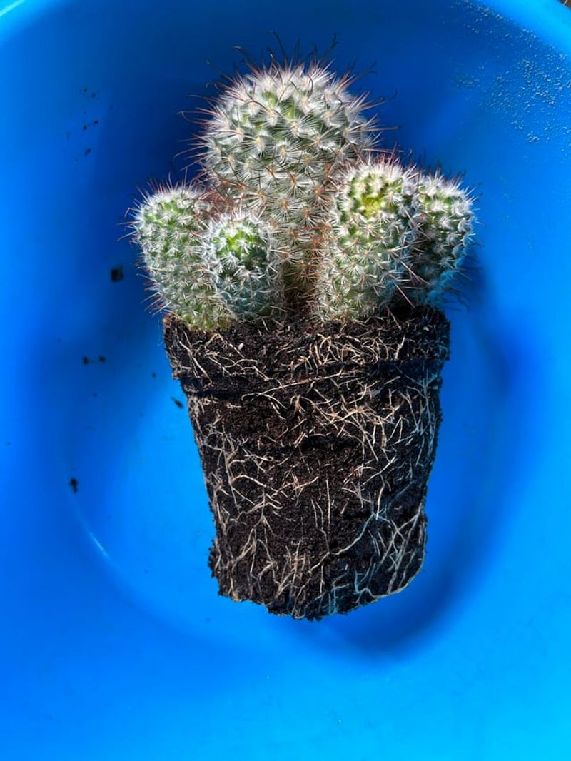 Rich Potting Mix Causes Problems For Desert Plants