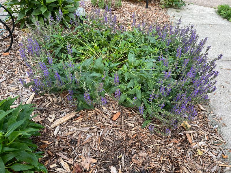 Rich Soil Can Push Floppy Growth Instead Of Flowers Rich Soil Can Push Floppy Growth Instead Of Flowers