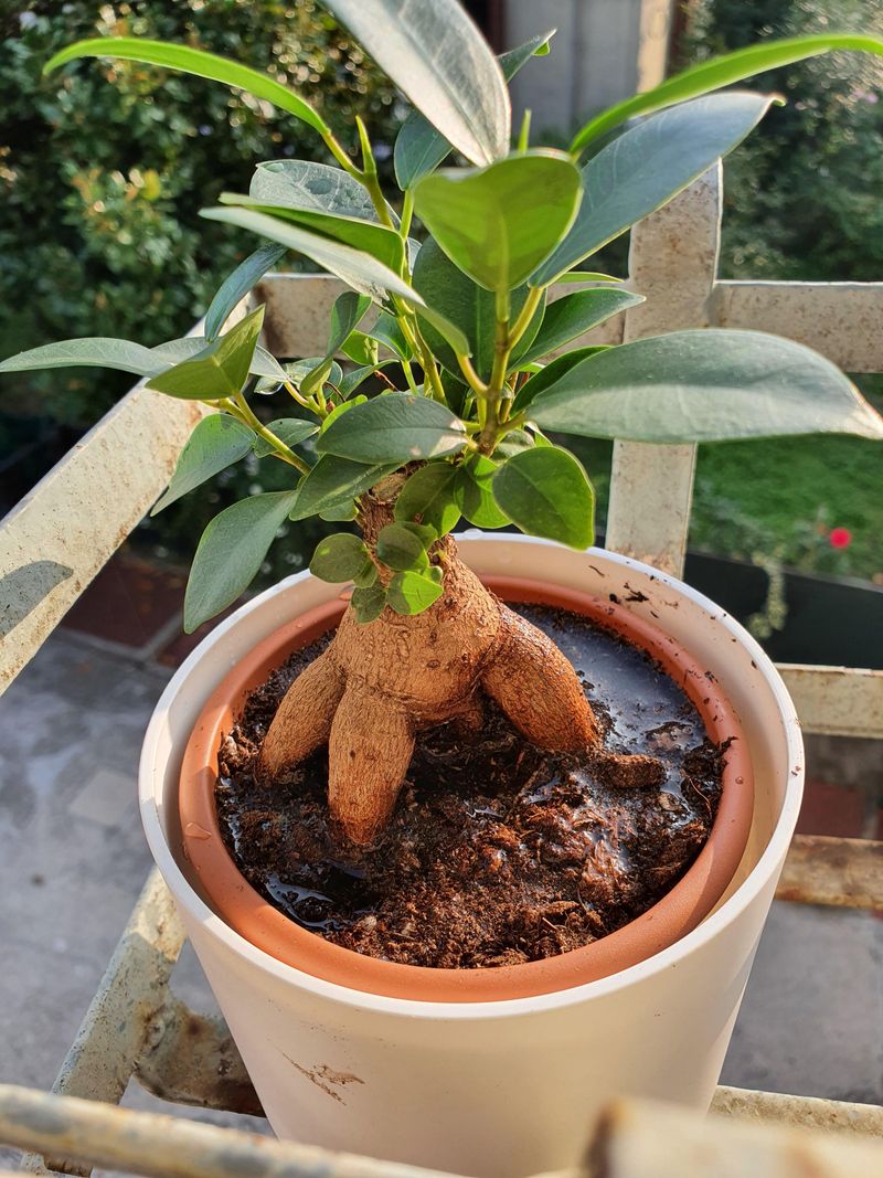 Rich Soil Pockets Can Trap Water Around Roots