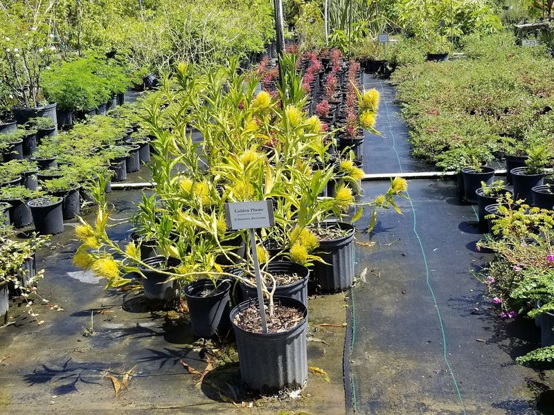 Richard Lyons Nursery Carries Rare And Unusual Fruit Trees