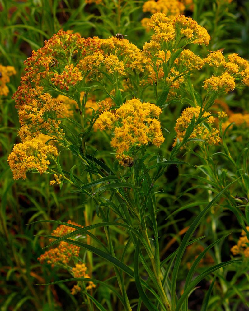 Riddell's Goldenrod Supports Late Insects Riddell's Goldenrod Supports Late Insects