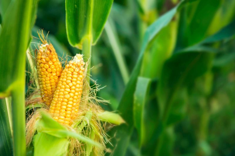 Ripening Corn