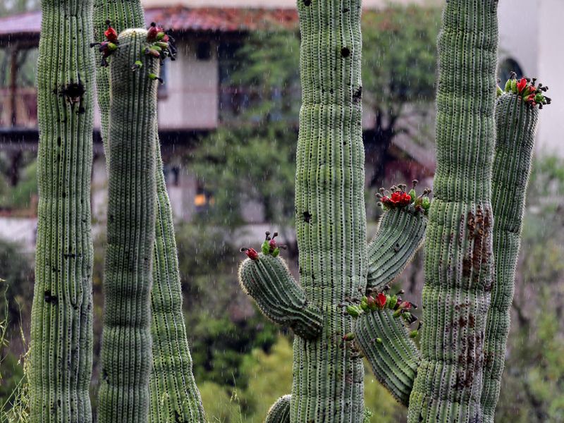 Rising Humidity Changes How Desert Plants Use Water Rising Humidity Changes How Desert Plants Use Water