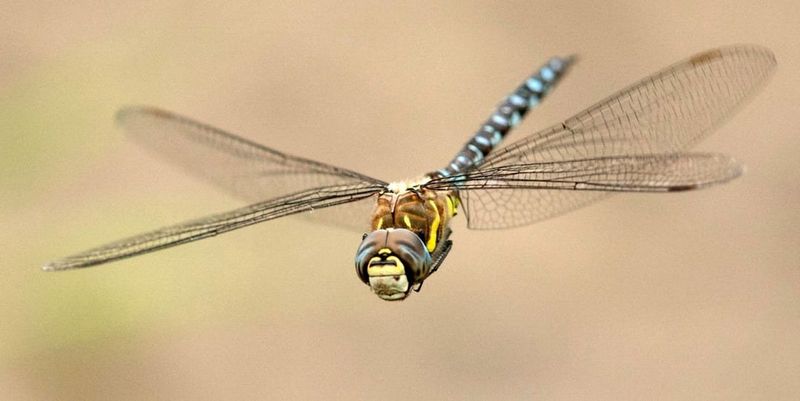 Rising Mosquito Activity Is What Draws Dragonflies Into The Garden