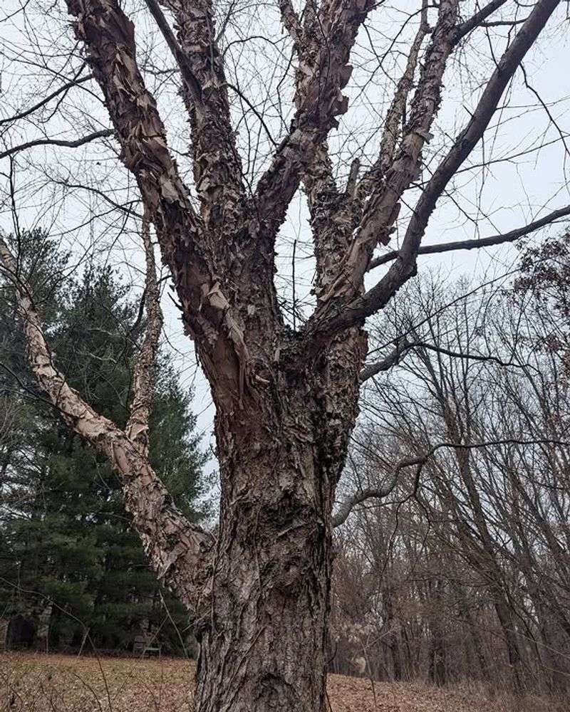 River Birch River Birch