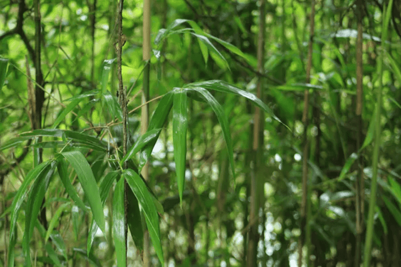 River Cane Can Make A Thick Shaded Edge