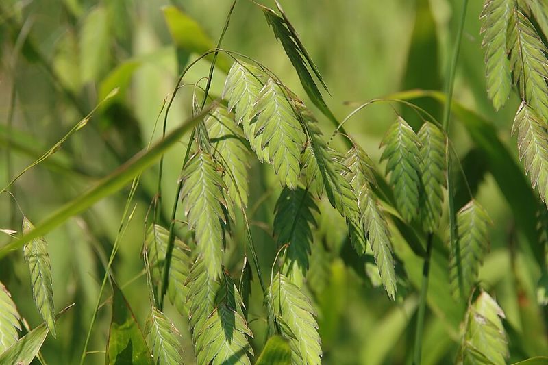 River Oats Brings Movement To Shady Areas