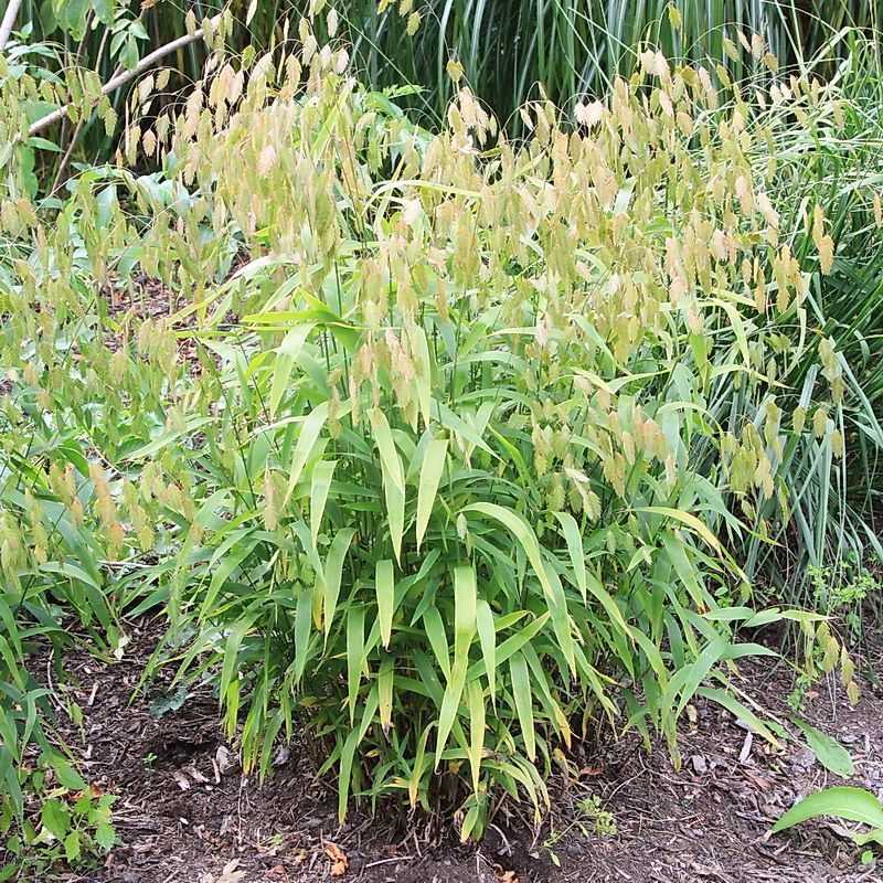 River Oats Fits Shade And Rain Gardens River Oats Fits Shade And Rain Gardens