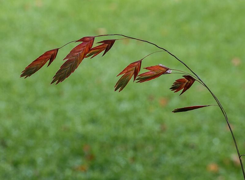 River Oats Makes Shaded Areas More Interesting