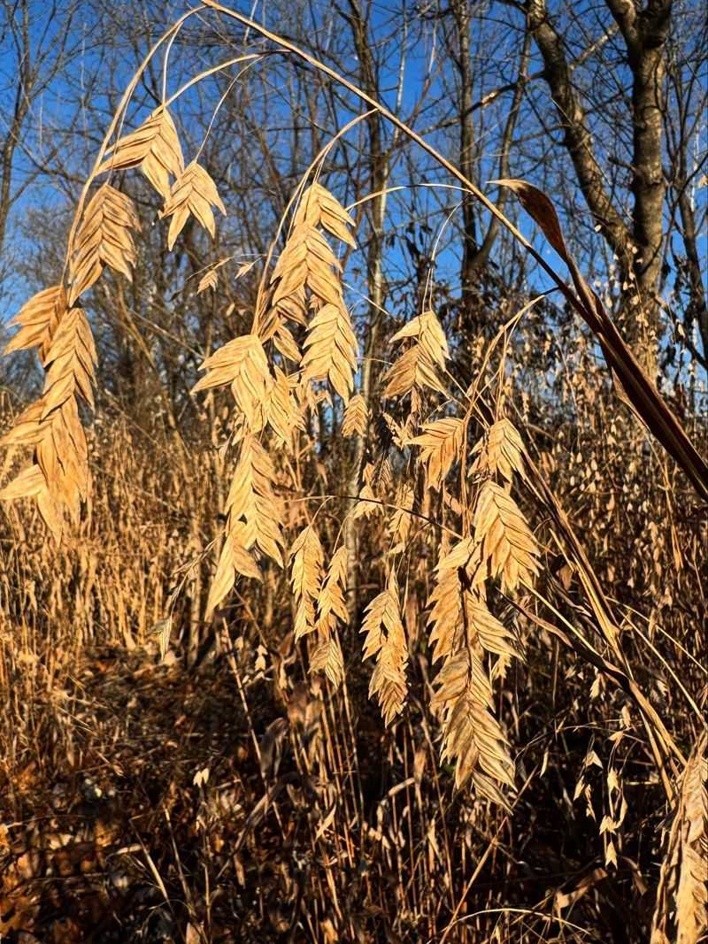 River Oats Stabilize Shady Slopes River Oats Stabilize Shady Slopes