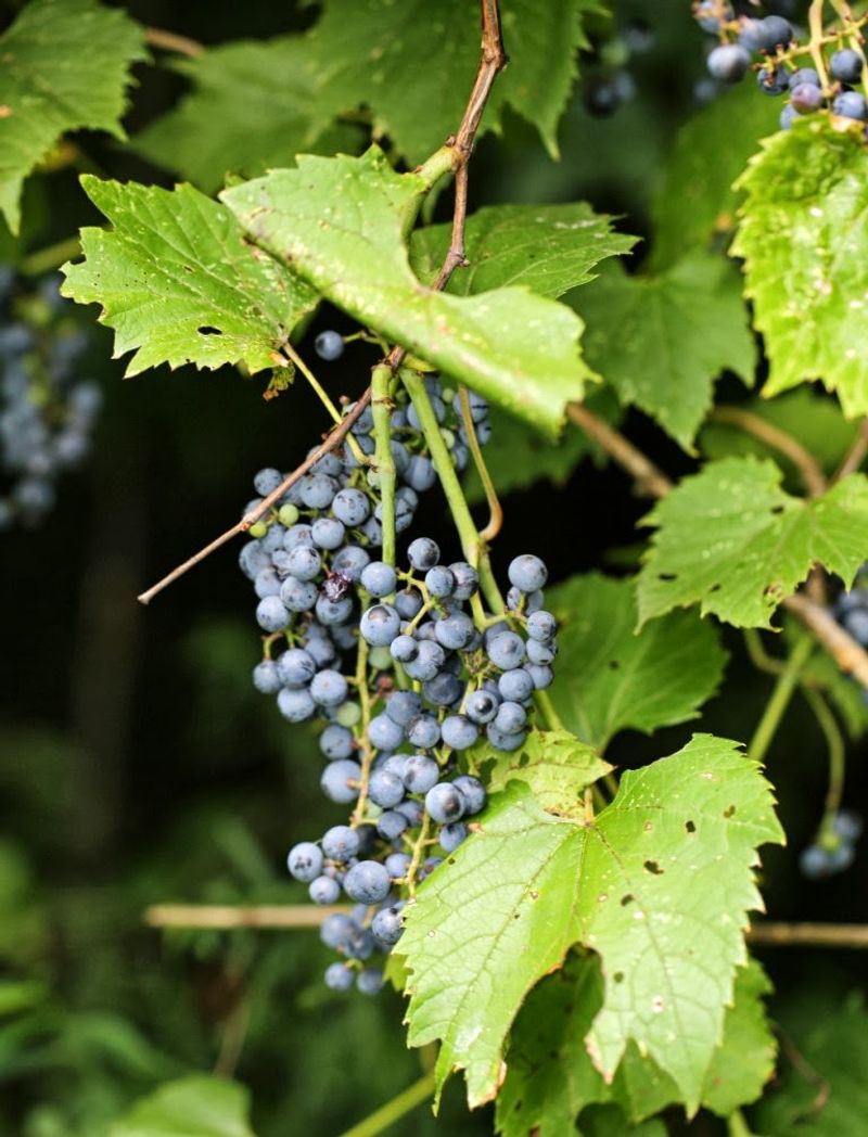 Riverbank Grape Adds Native Fruit And Shelter