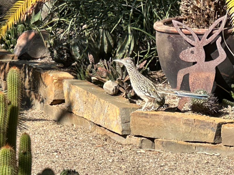 Roadrunners Help Keep Scorpion Numbers Lower