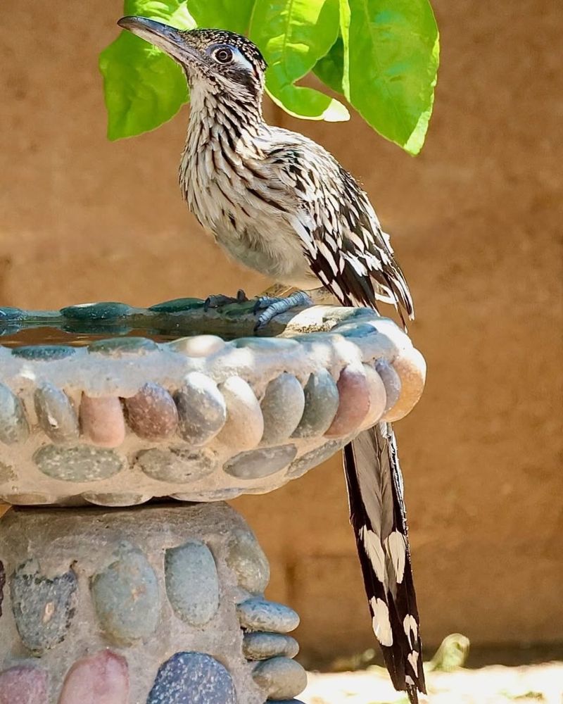 Roadrunners Prefer Yards With Native Plants