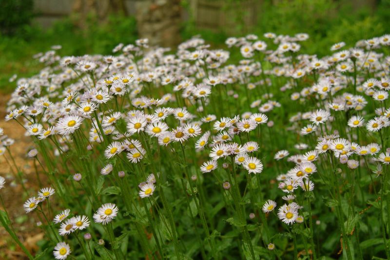 Robin's Plantain Covers Sun Or Part Shade