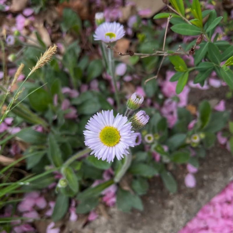 Robin's Plantain Fills Shaded Openings Naturally