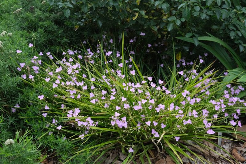 Rock Gardens Suit Its Low Growth