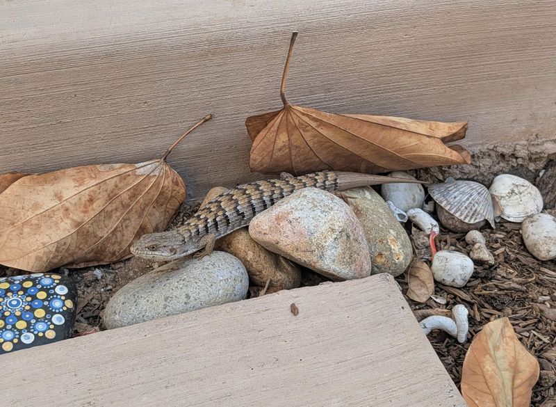 Rock Piles And Leafy Cover Give It A Place To Hunt