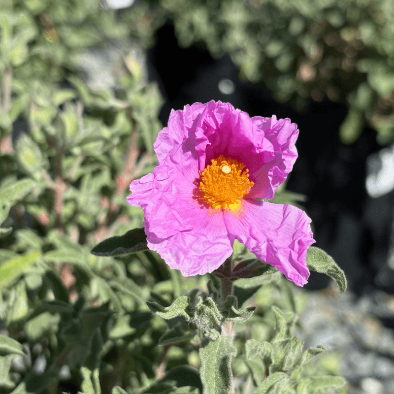 Rock Rose For A Flowering Native Shrub Rock Rose For A Flowering Native Shrub