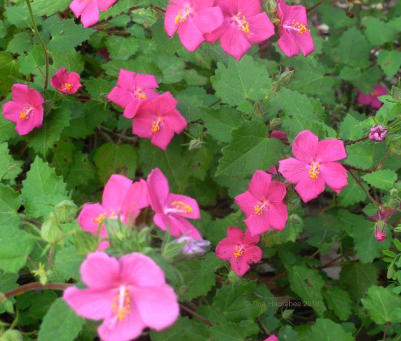 Rock Rose For Hot Flowering Edges Rock Rose For Hot Flowering Edges
