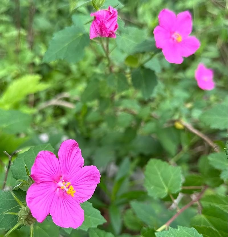 Rock Rose Handles Bright Part Sun