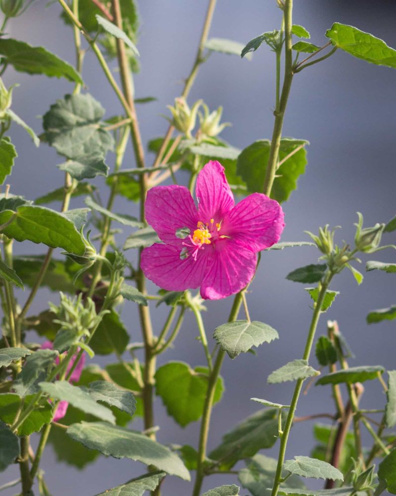 Rock Rose Suits Hot Texas Garden Beds