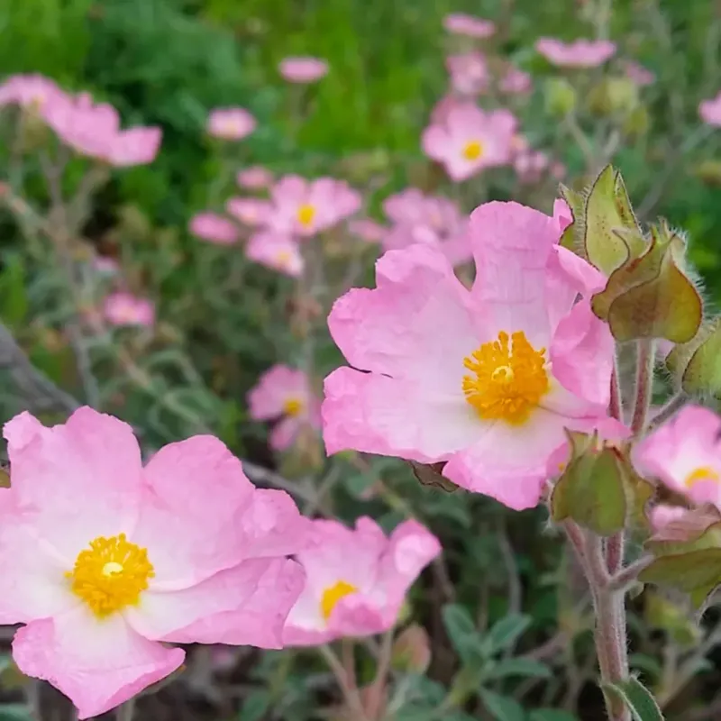 Rockrose Blooms Hard In Dry California Sun Rockrose Blooms Hard In Dry California Sun