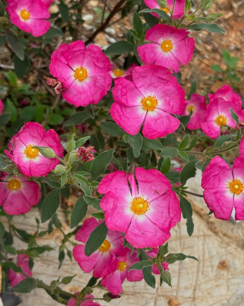 Rockrose Delivers Papery Blooms In Full Sun With Barely A Sip