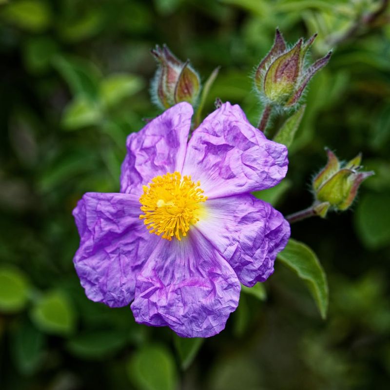 Rockrose Handles Heat Near Pavement