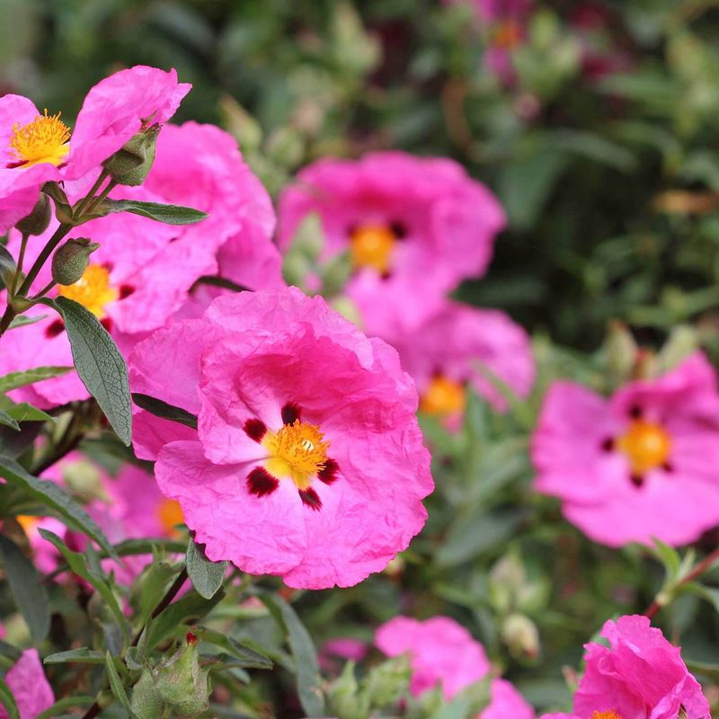 Rockrose 