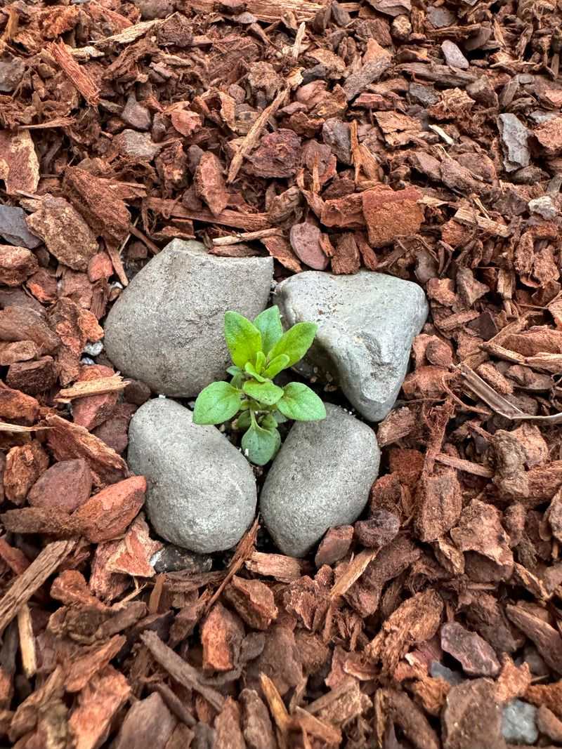 Rocks Help Warm The Soil Around Heat-Loving Plants Rocks Help Warm The Soil Around Heat-Loving Plants