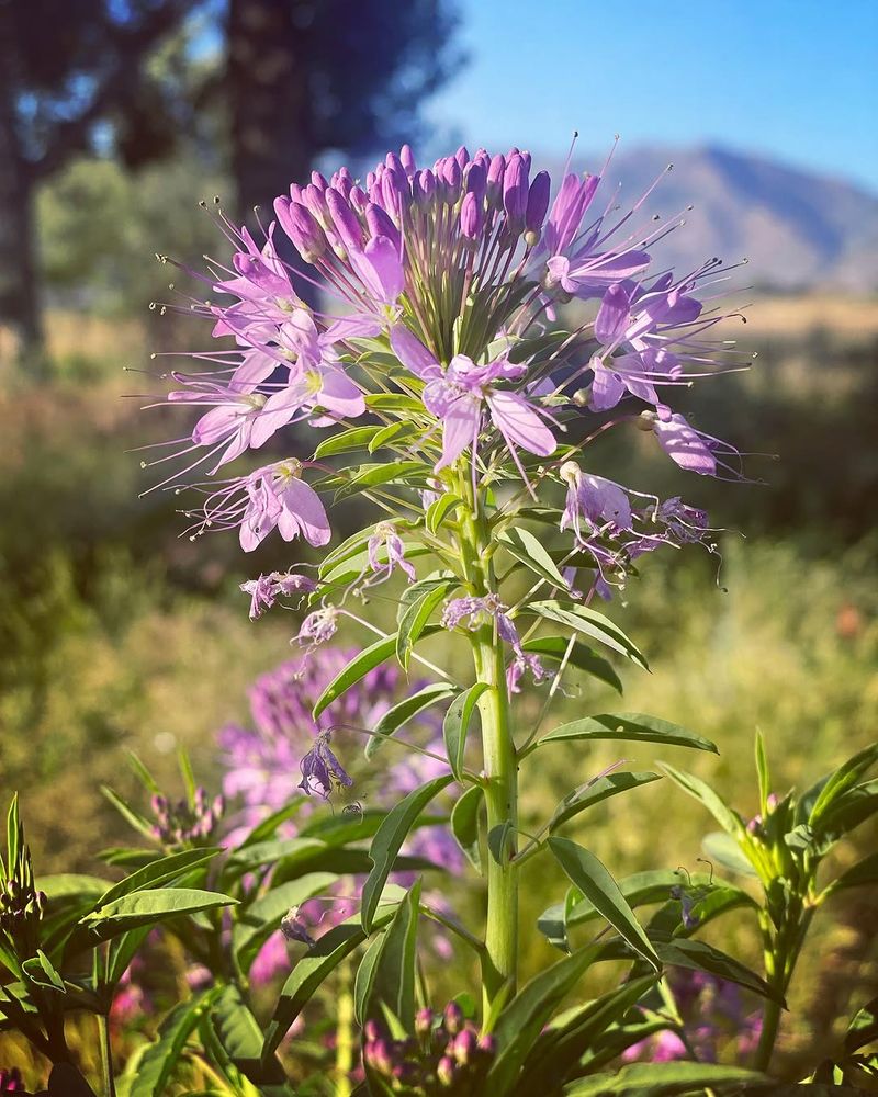 Rocky Mountain Bee Plant Reseeds Readily In Open Soil