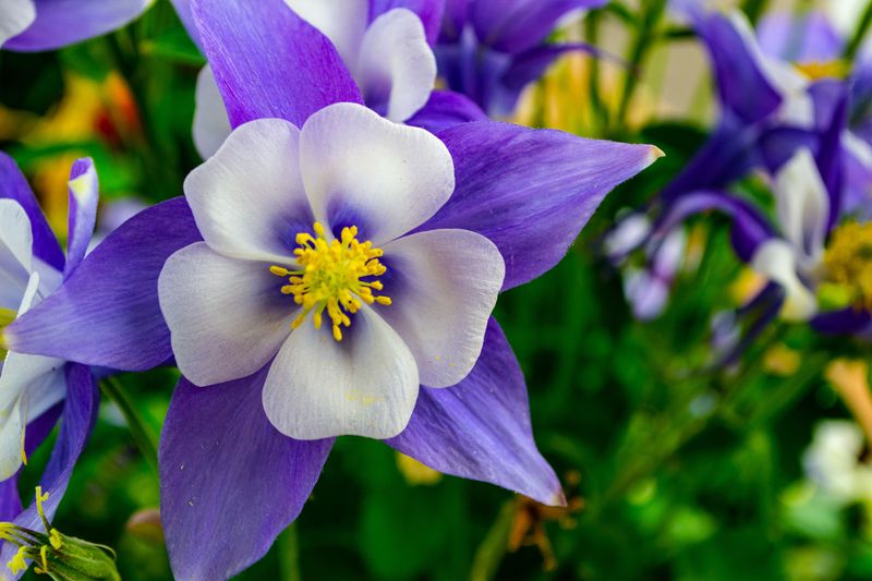 Rocky Mountain Columbine Rocky Mountain Columbine