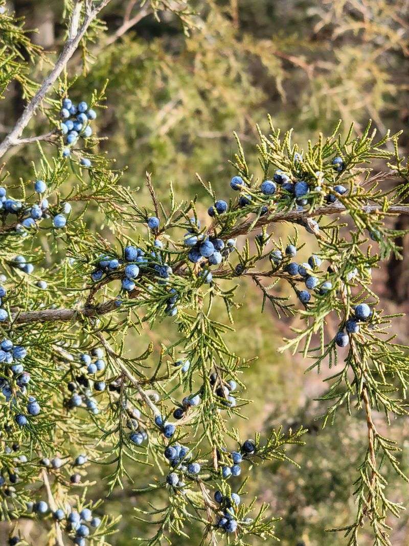 Rocky Mountain Juniper (Juniperus Scopulorum) Rocky Mountain Juniper (Juniperus Scopulorum)