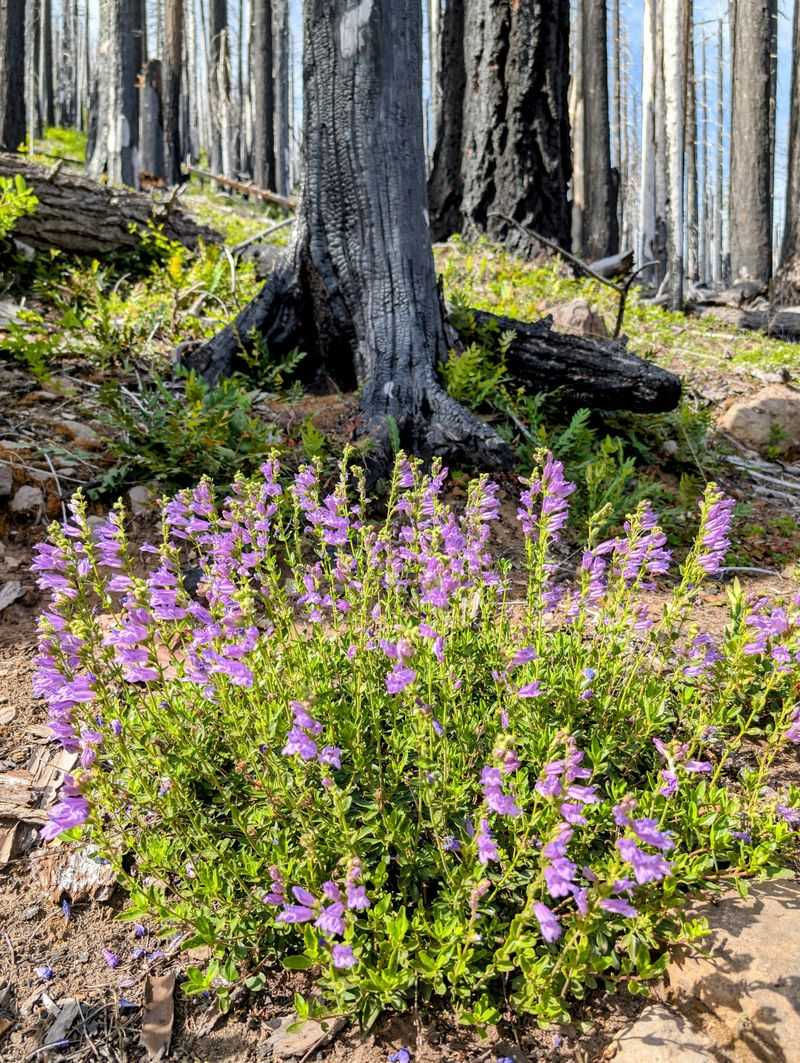 Rocky Mountain Penstemon's Sweet Spot In A Colorado Yard