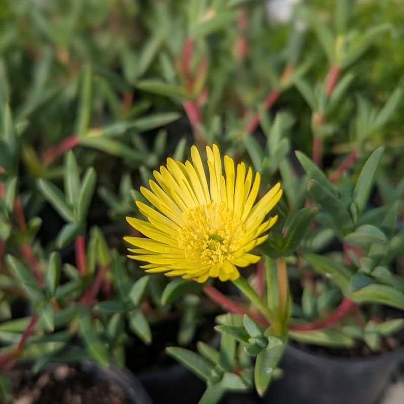 Rocky Point Ice Plant Blankets Slopes With Dense Coverage