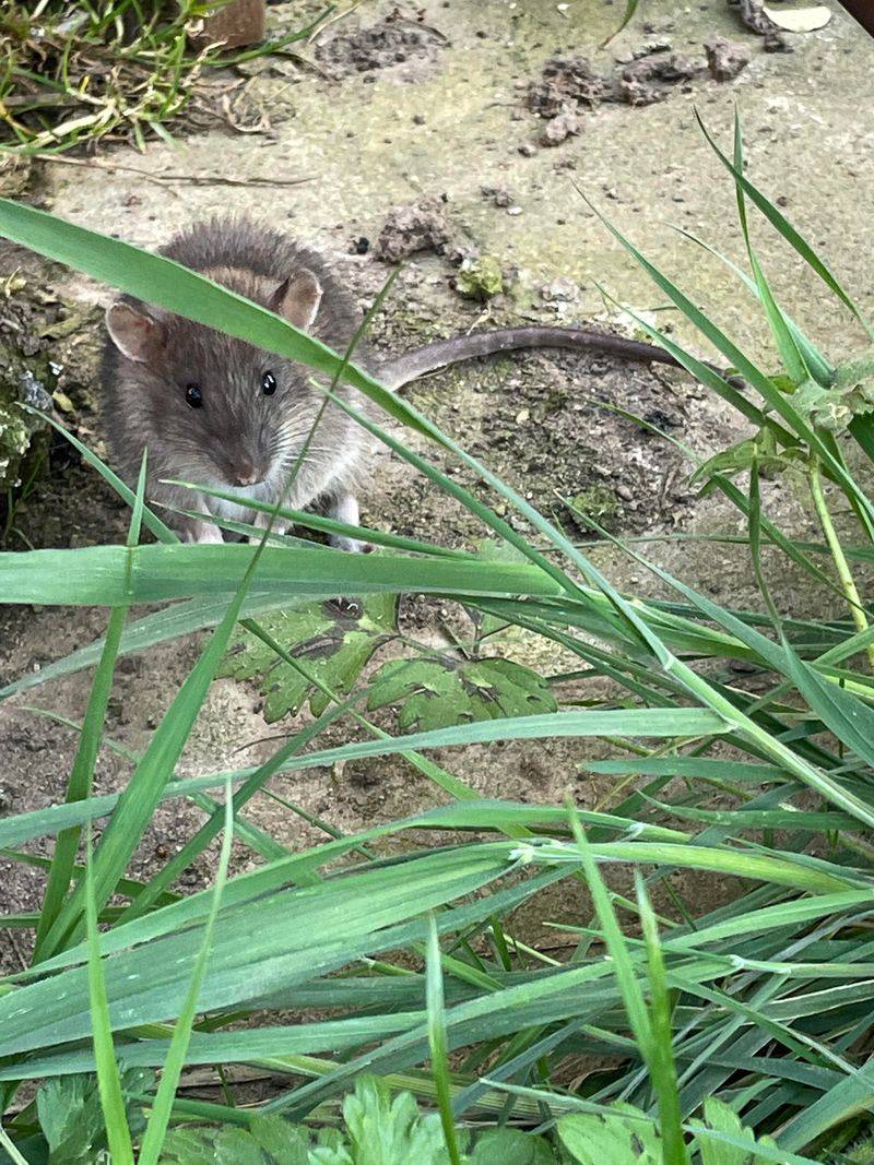 Rodent Habitat Can Raise Local Tick Risk