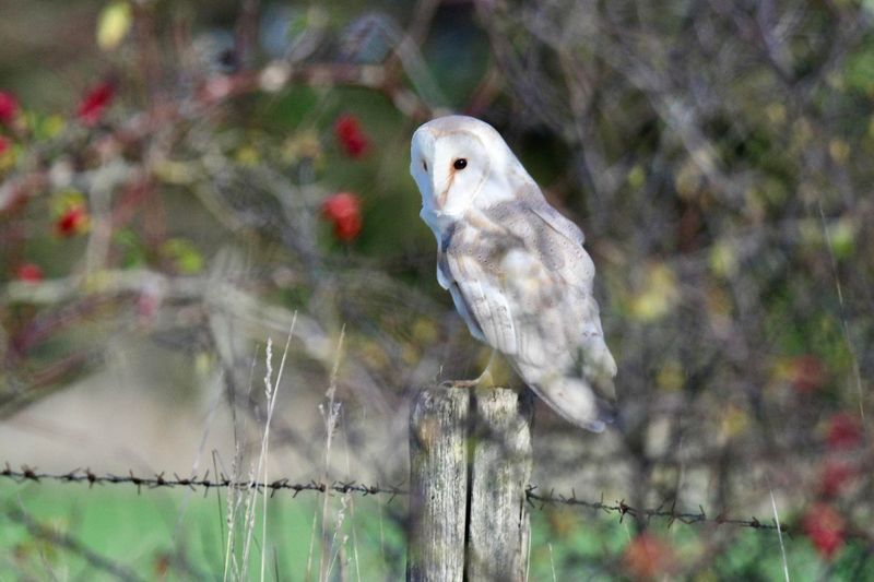 Rodent Poison Can Harm The Owls Too