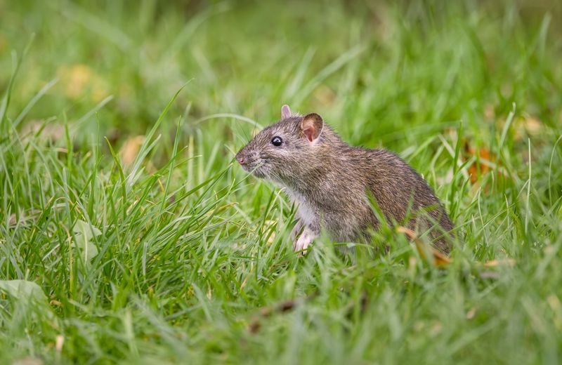 Rodent Populations Are High Nearby Rodent Populations Are High Nearby