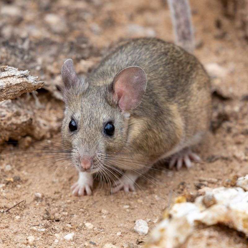 Rodent Problems Can Increase Kissing Bug Activity